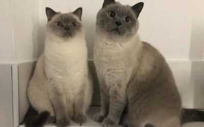 Naala ♀ und Calvin ♂ – Vermittlung von Privat