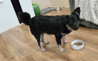 Tito ♂