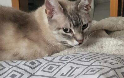 Gypsie ♀ – Vermittlung von Privat