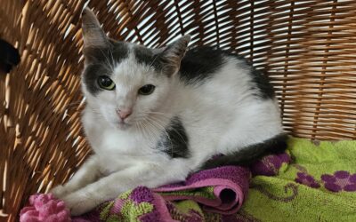 Kluntje ♀