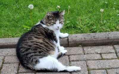 Pünktchen ♀ – Vermittlung von Privat