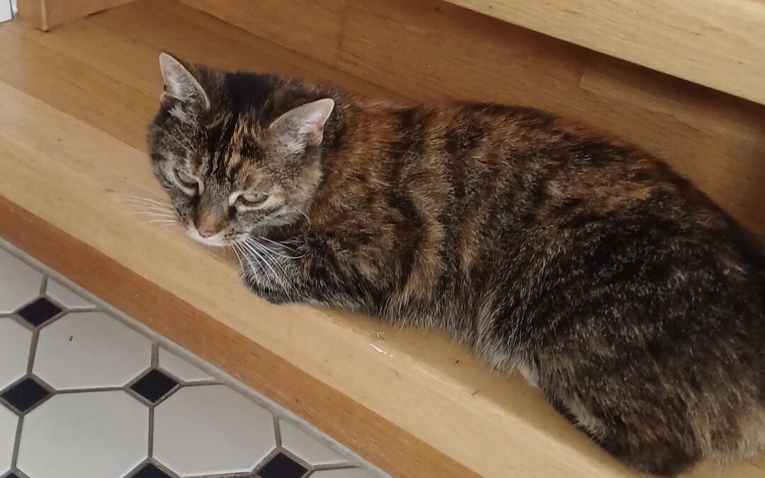 7jährige weibliche Katze sucht neues Zuhause – Vermittlung von Privat